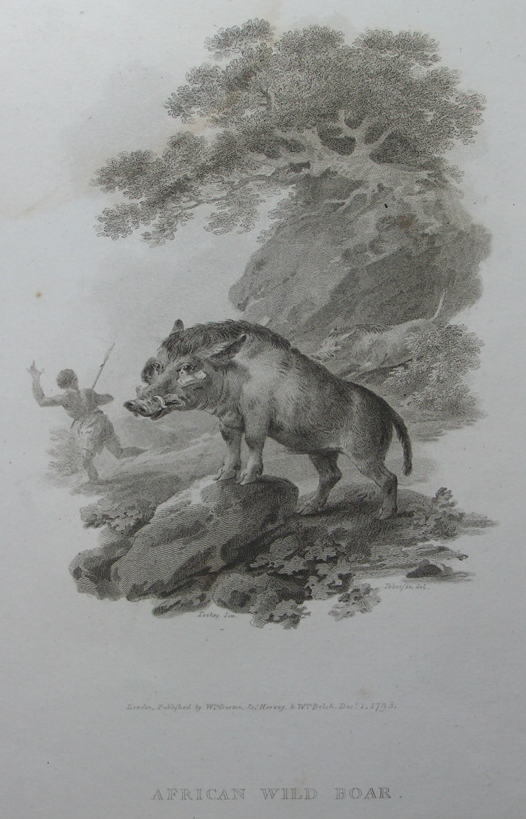 Print - African Wild Boar - Tookey